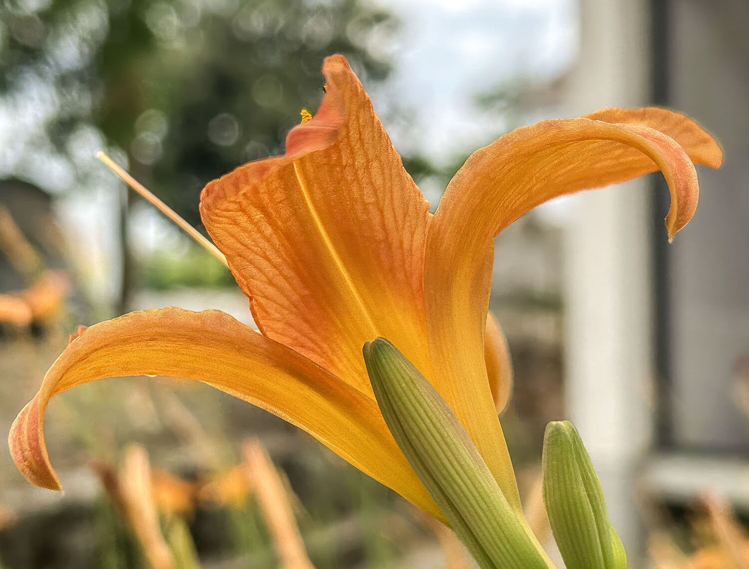 Orange flower head