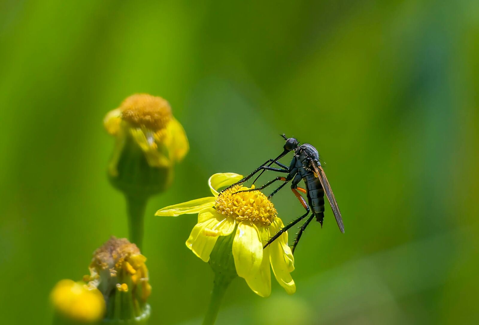 Bug