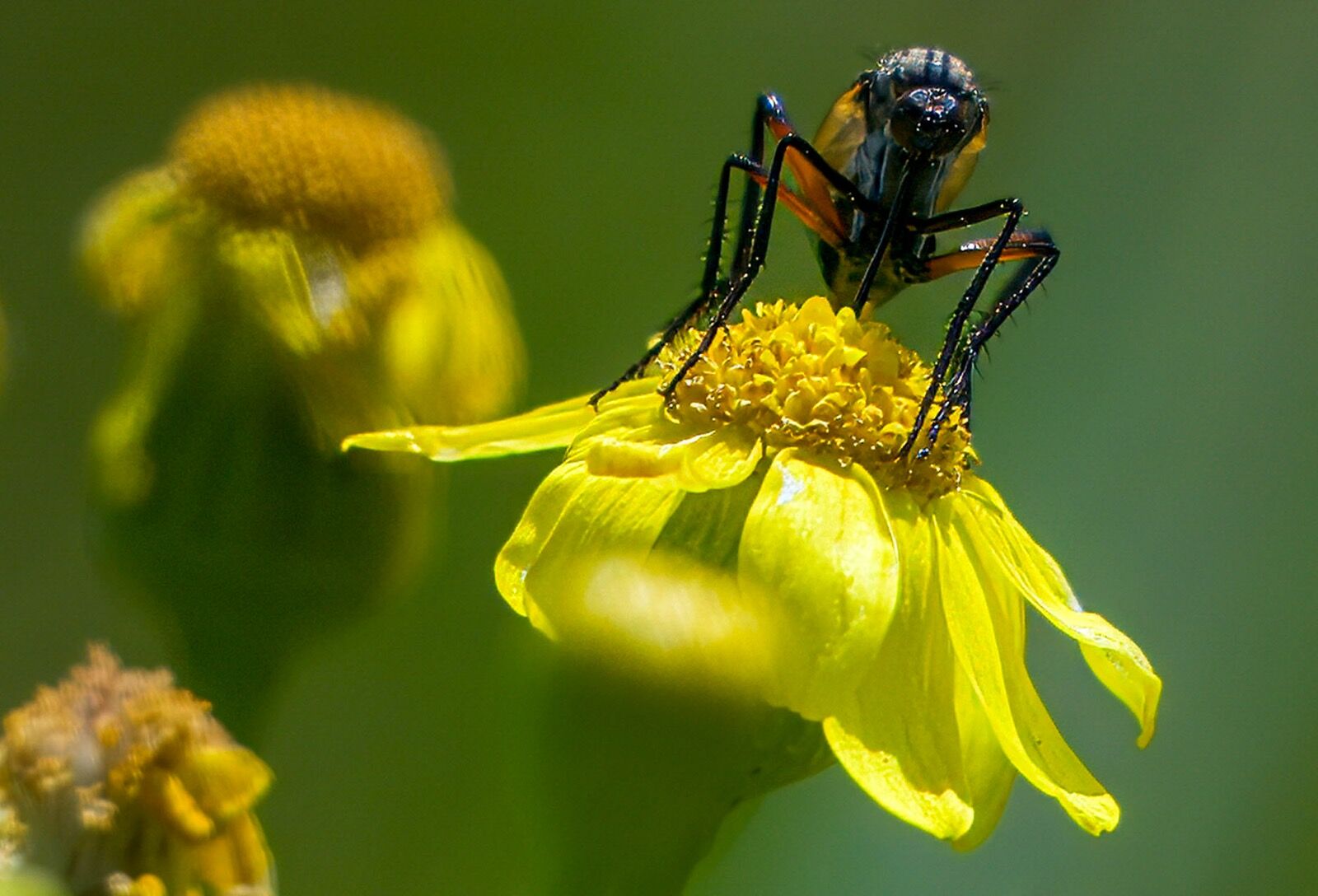 Insects and wild Flowers
