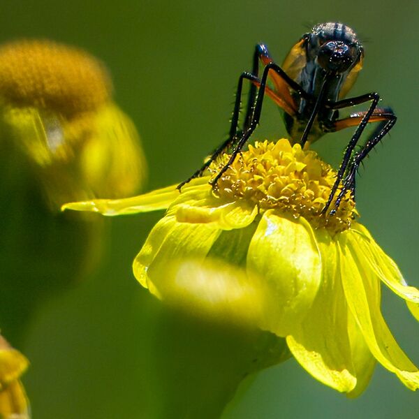 Insects and wild Flowers