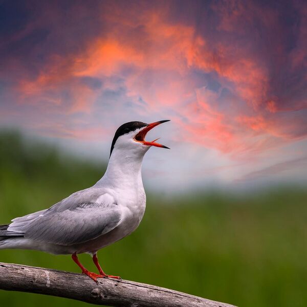 The calling Common Tern at sunrise