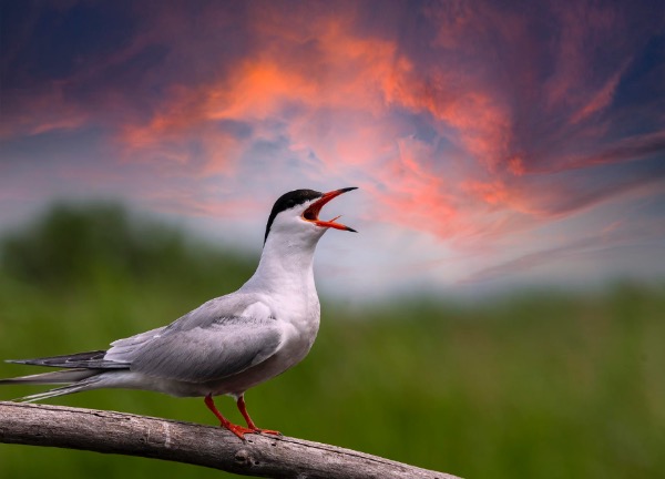 Birds 