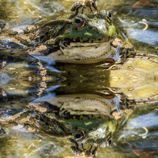 The Frog and the Bee