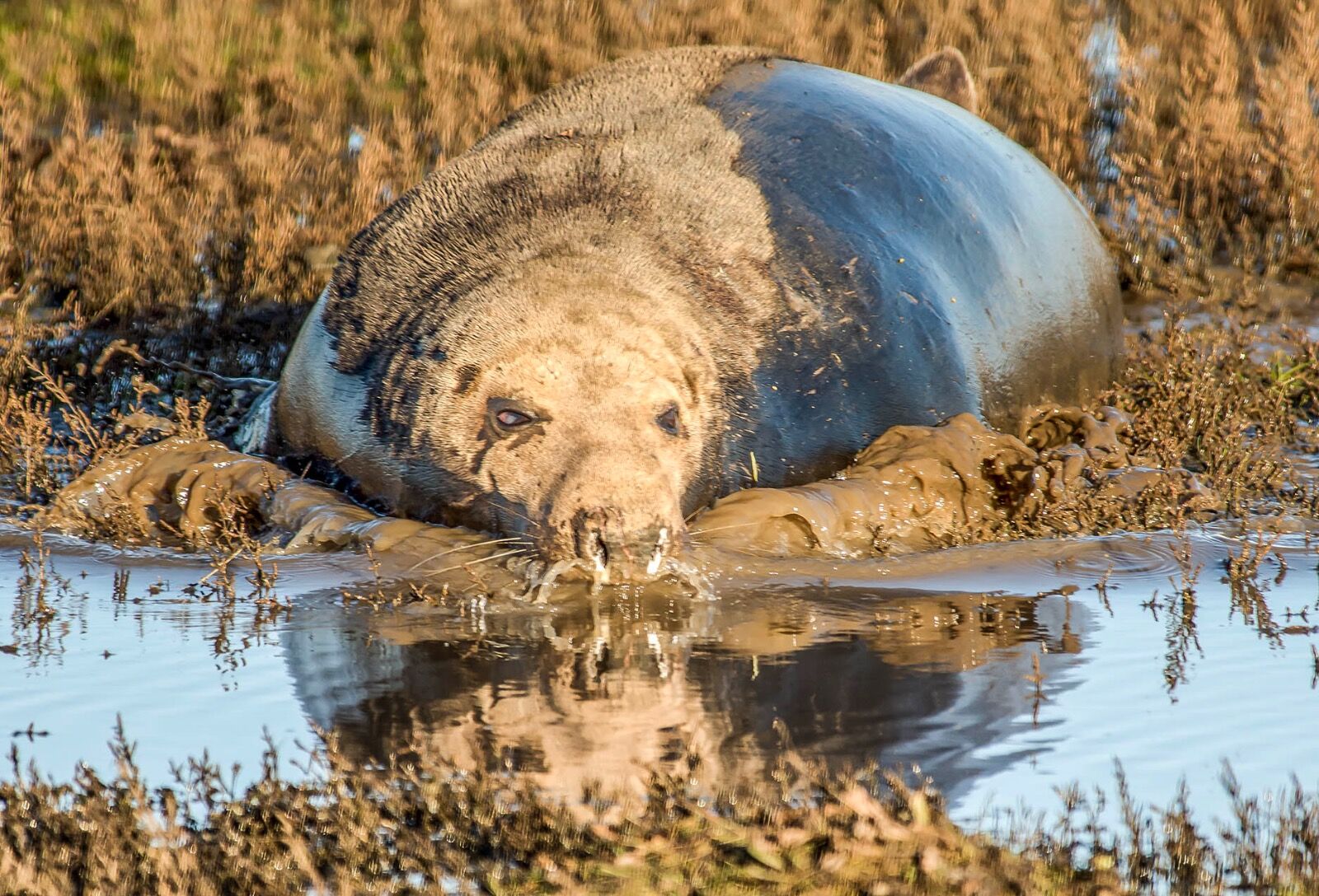 Thousands of grey seals gather at Donna Nook annually for the birthing season