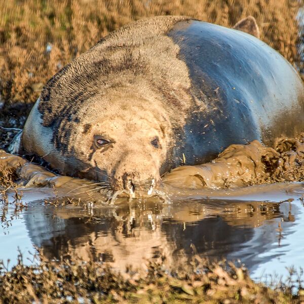 Thousands of grey seals gather at Donna Nook annually for the birthing season