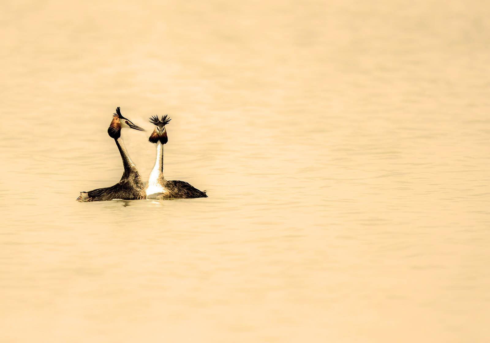 Crested grebes