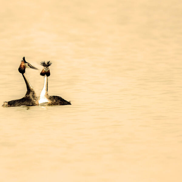 Crested grebes