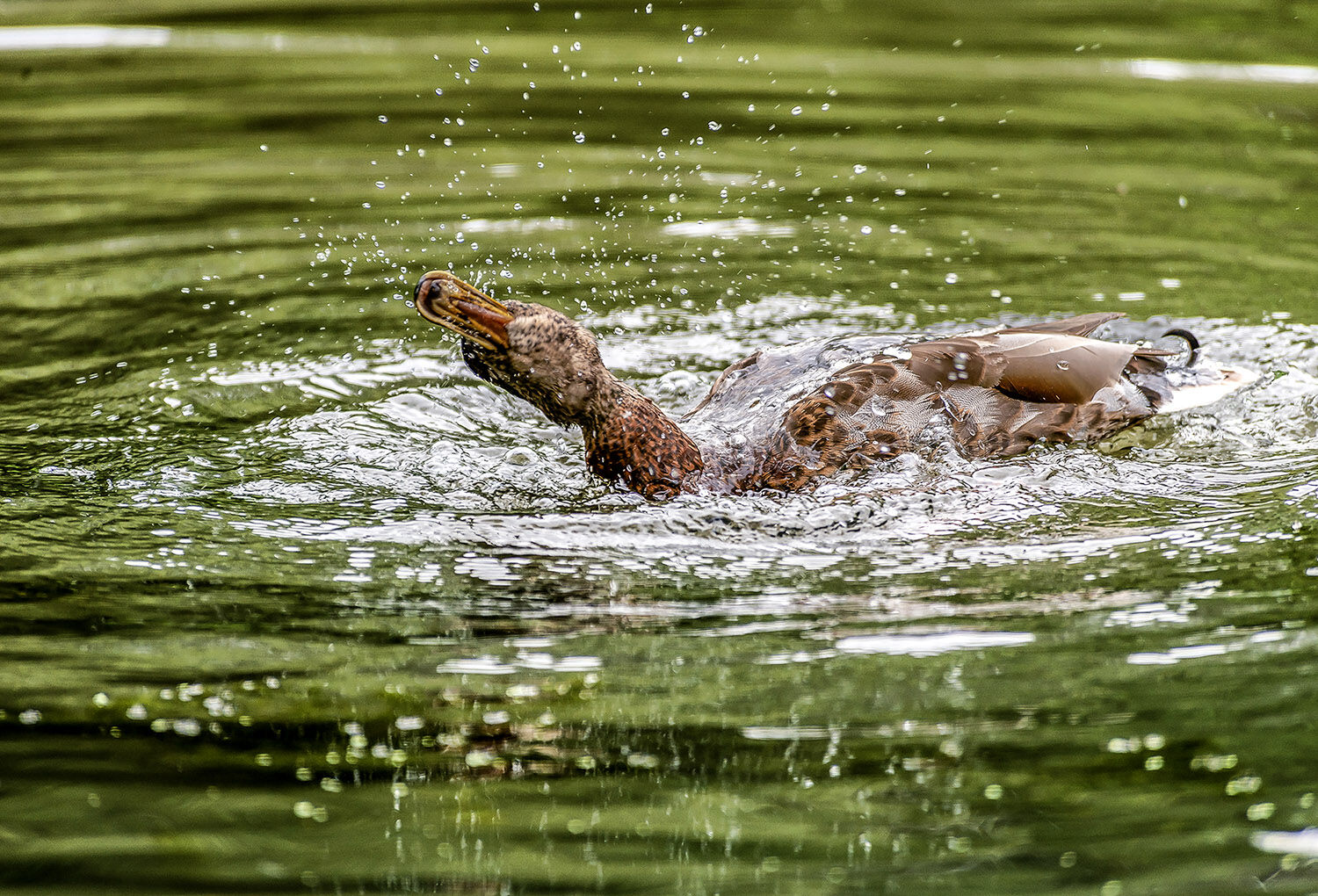 Female Mallard duck