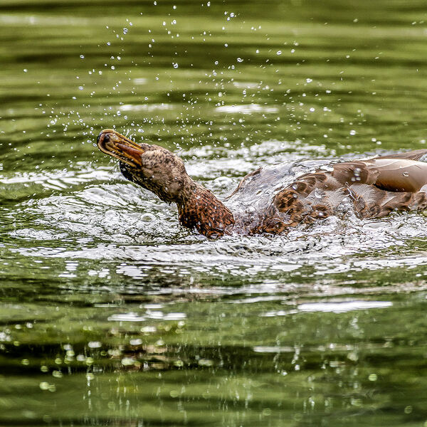 Female Mallard duck