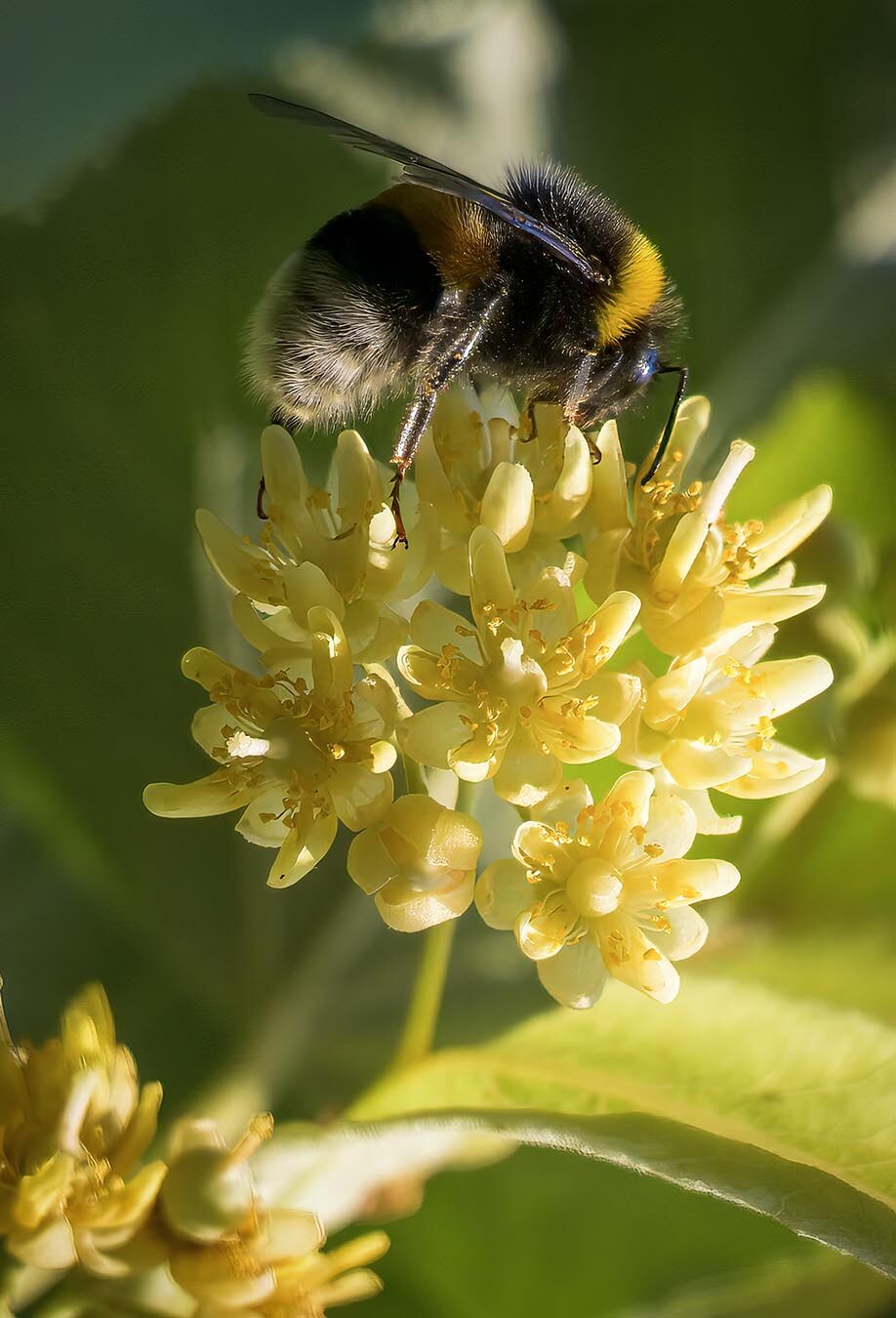 Honny Bee