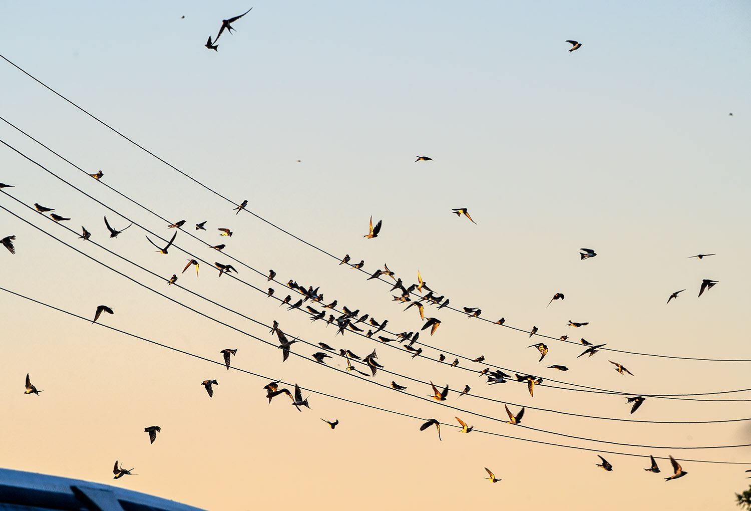 Bird migration