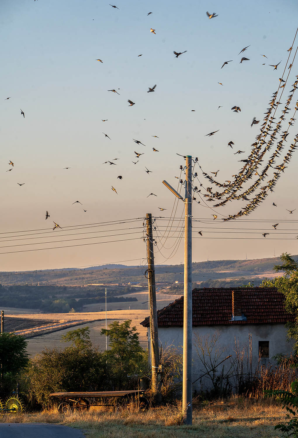 Bird migration