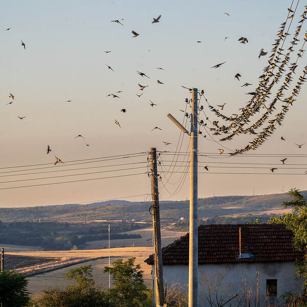 Bird migration