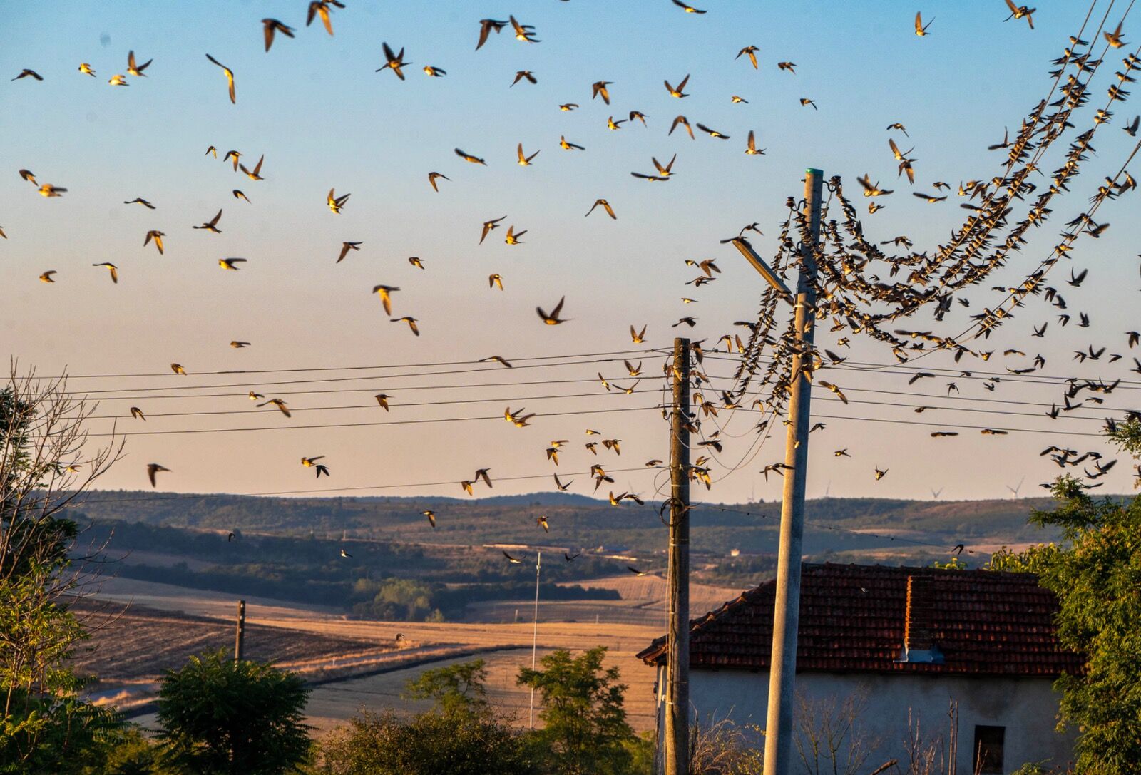 Bird migration south