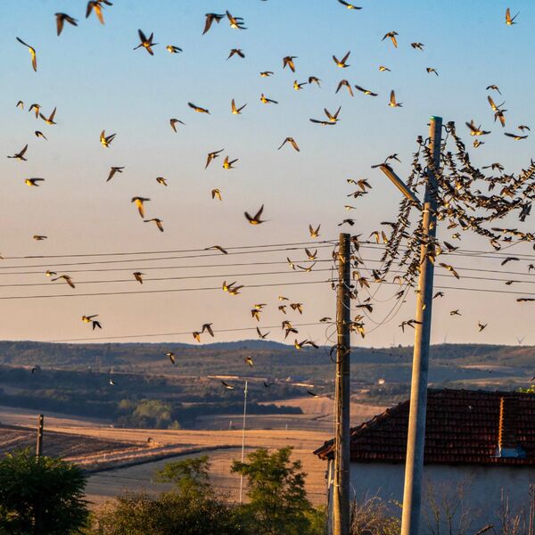 Bird migration south