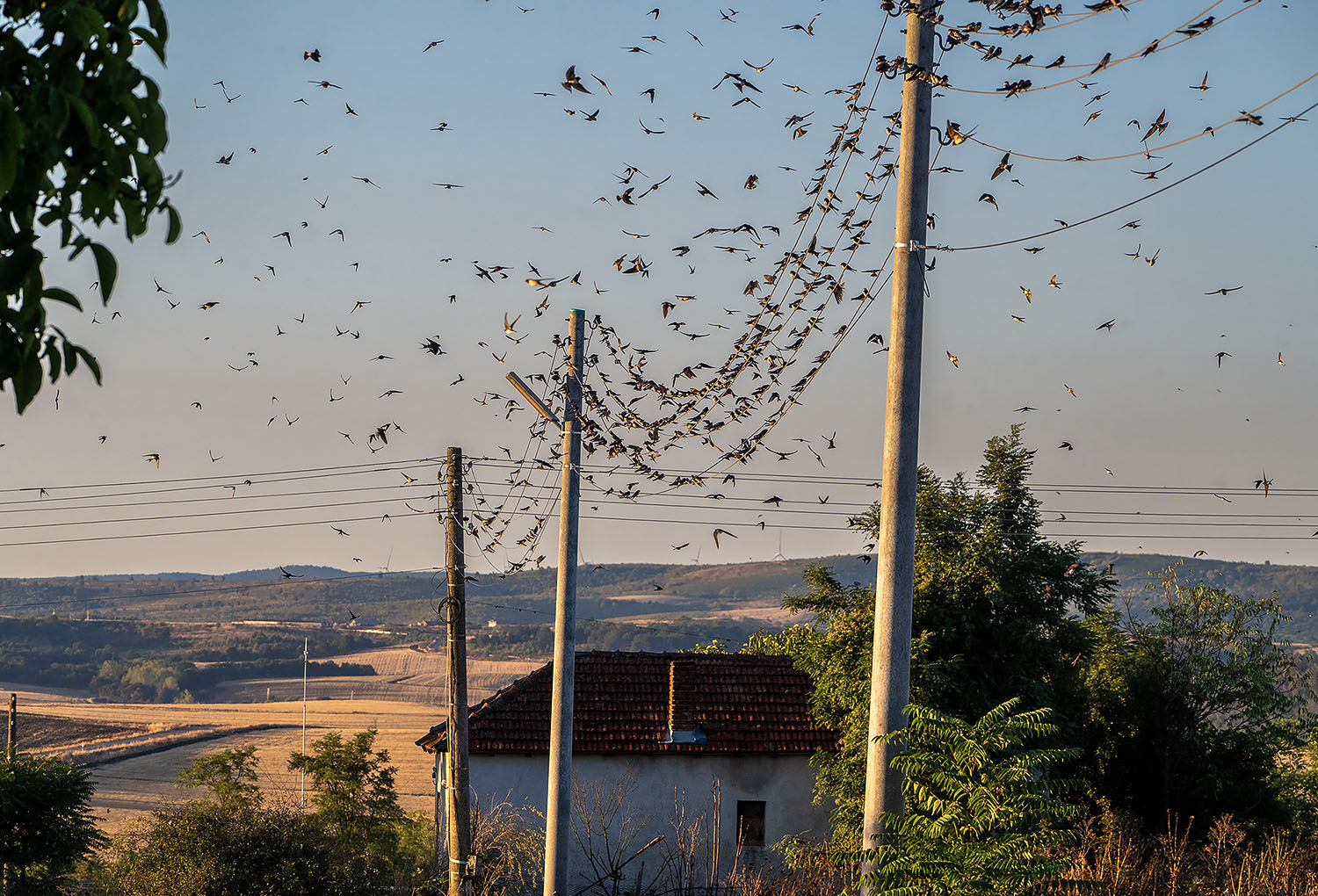 Dawn bird Migration