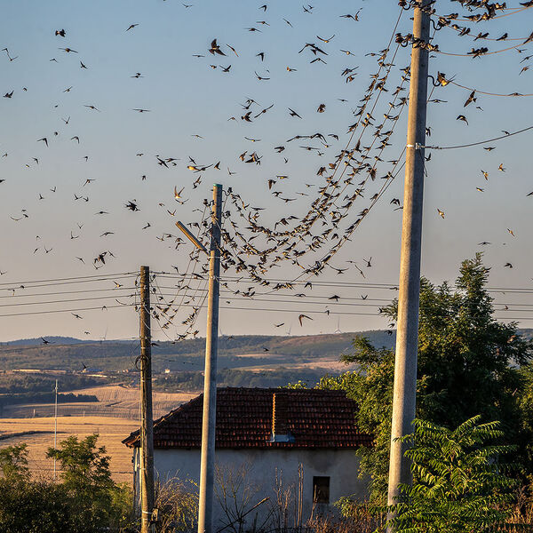 Dawn bird Migration