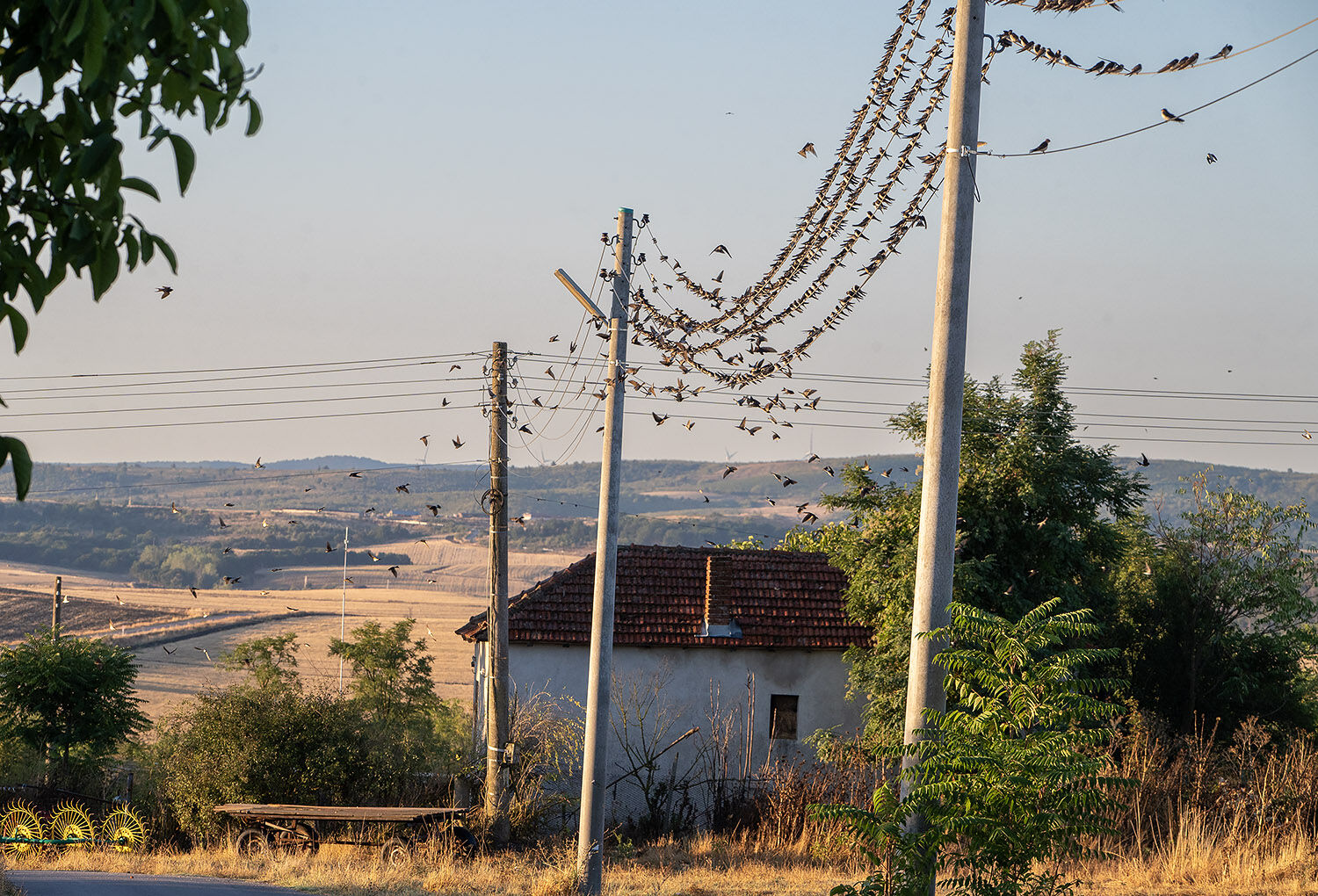 Bird migration at dawn