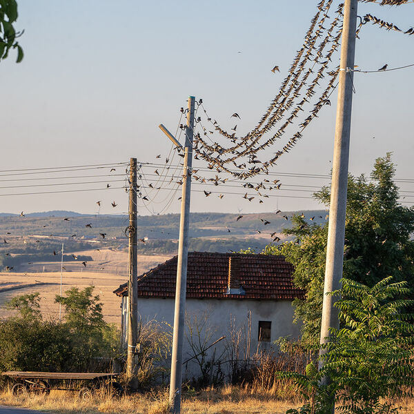 Bird migration at dawn