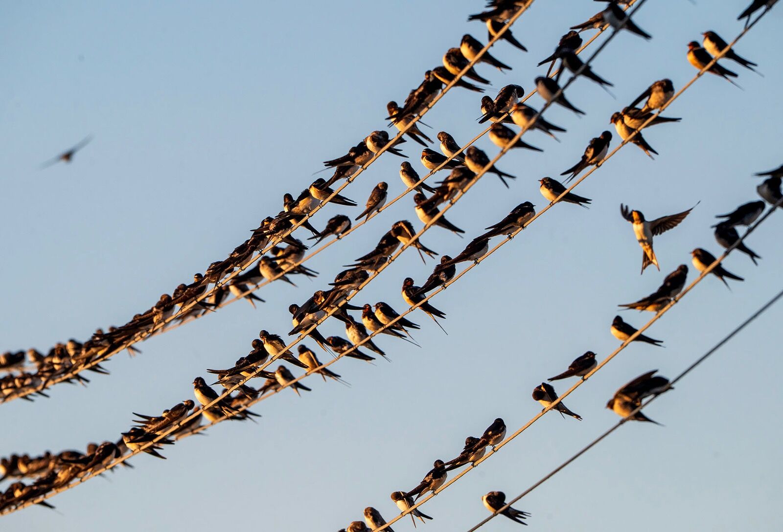 Dawn bird migration south