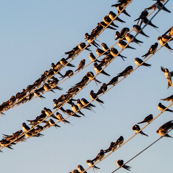 Dawn bird migration south