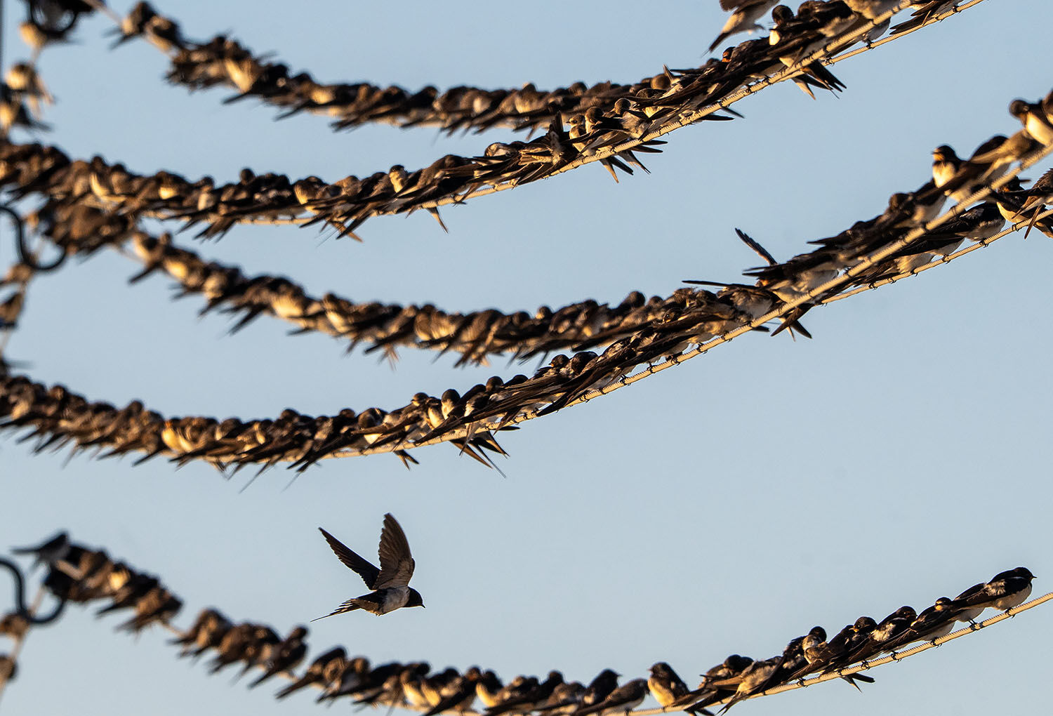 Birds on the wire dawn migration