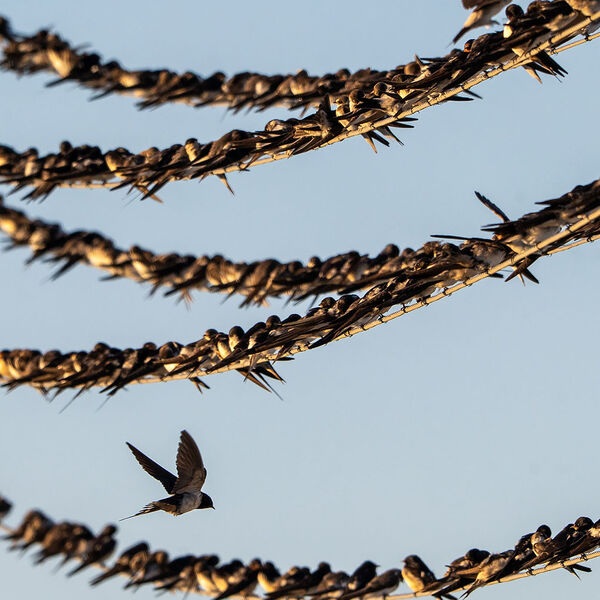 Birds on the wire dawn migration