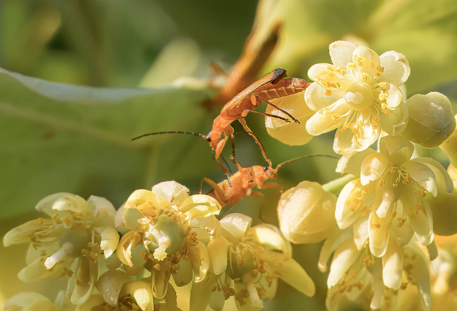 Insects and flowers