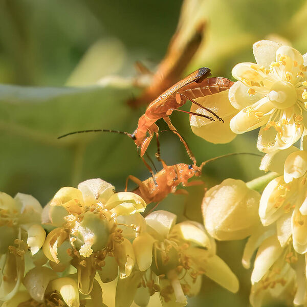 Insects and flowers
