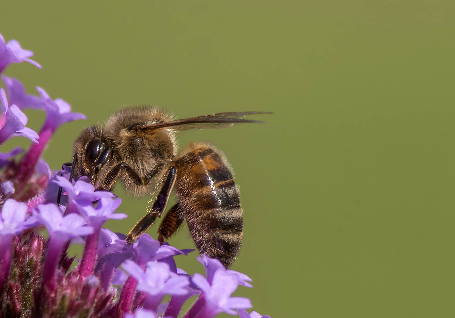 Worker Bee
