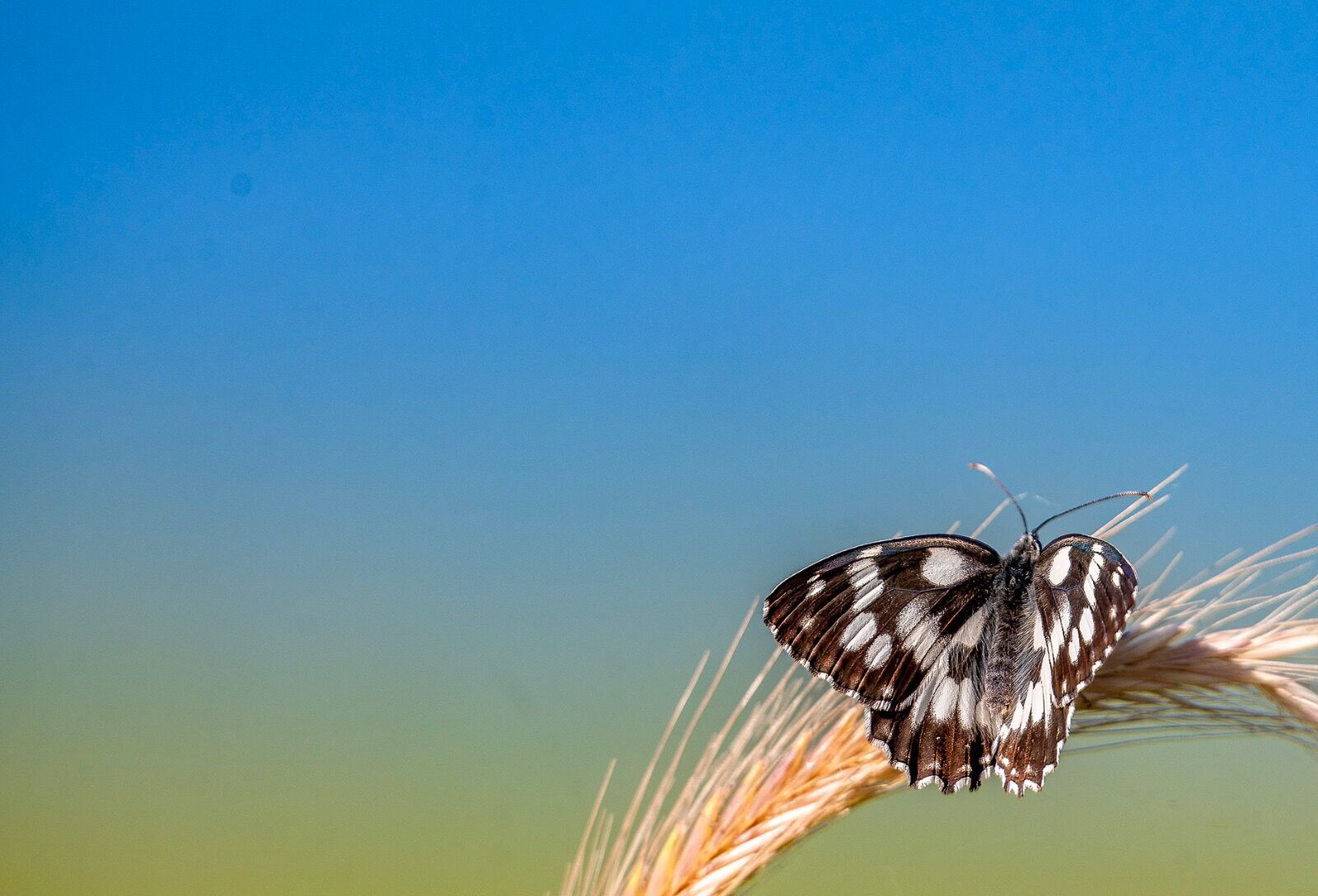 Butterfly on corn blue sky