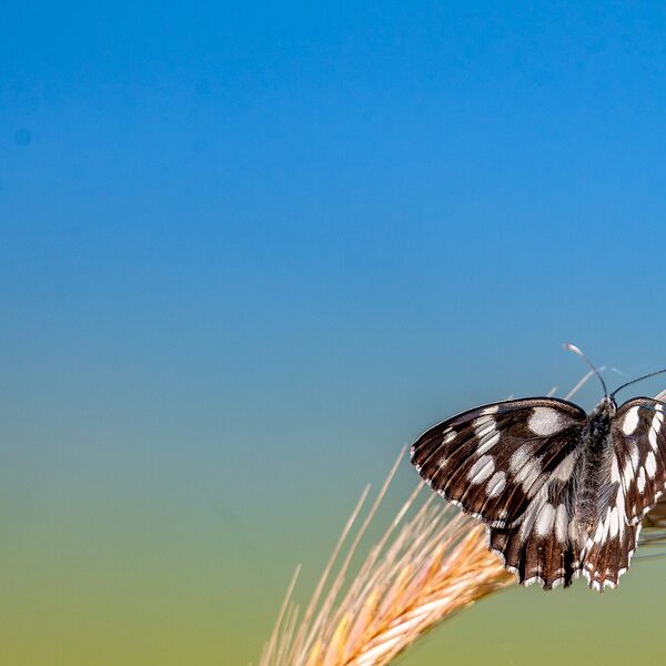 Butterfly on corn blue sky
