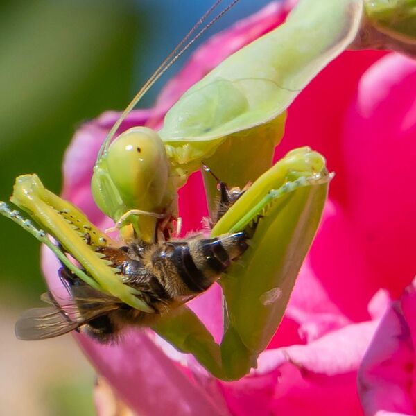 Praying Mantas insect