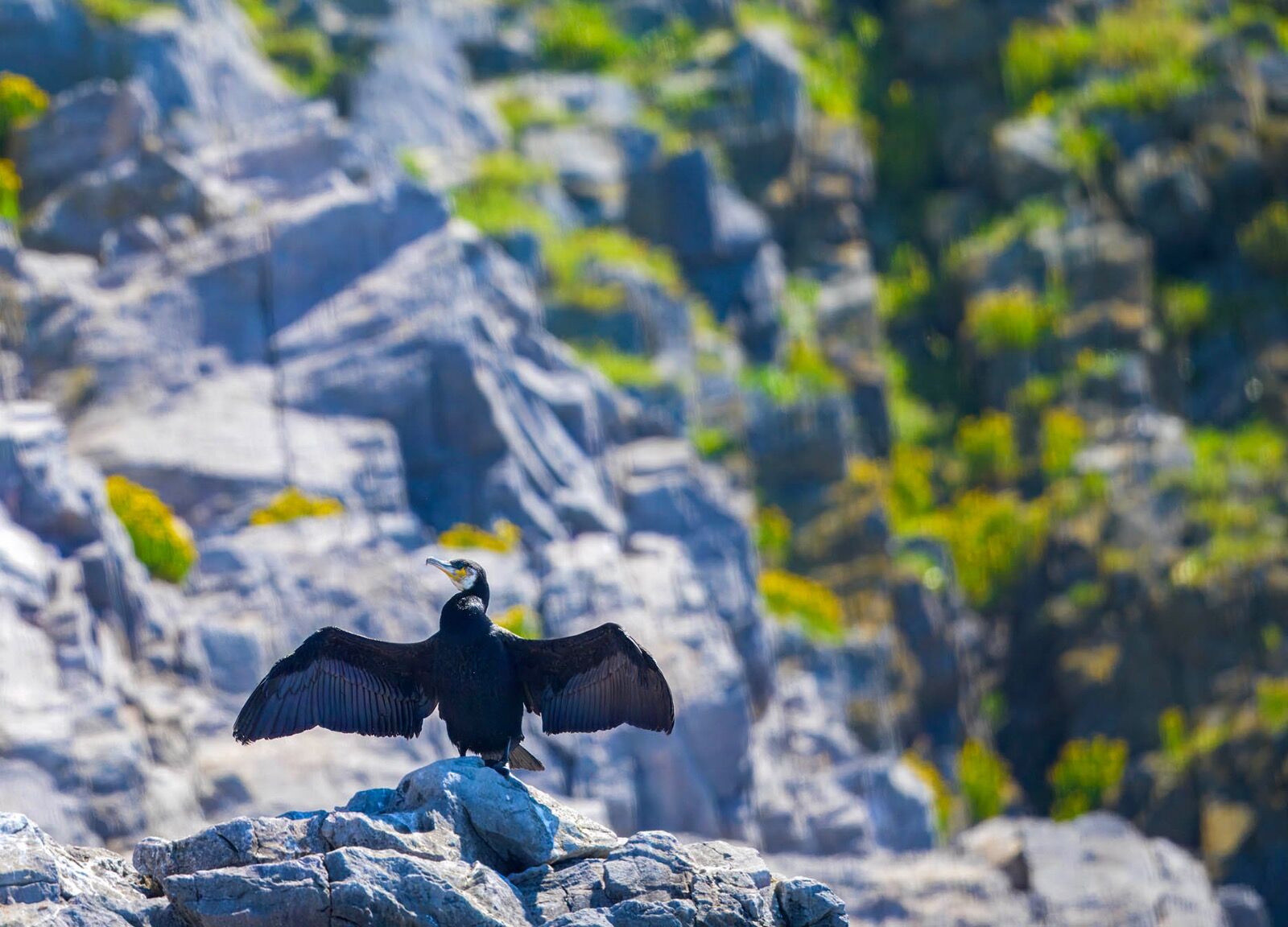 Cormorant