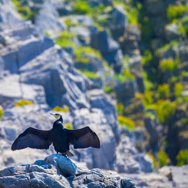 Cormorant