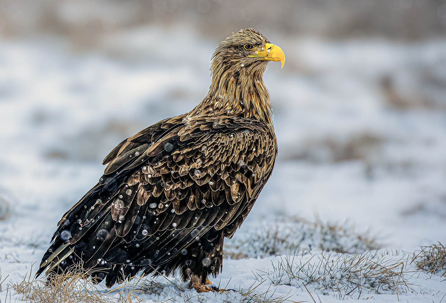 Eagle