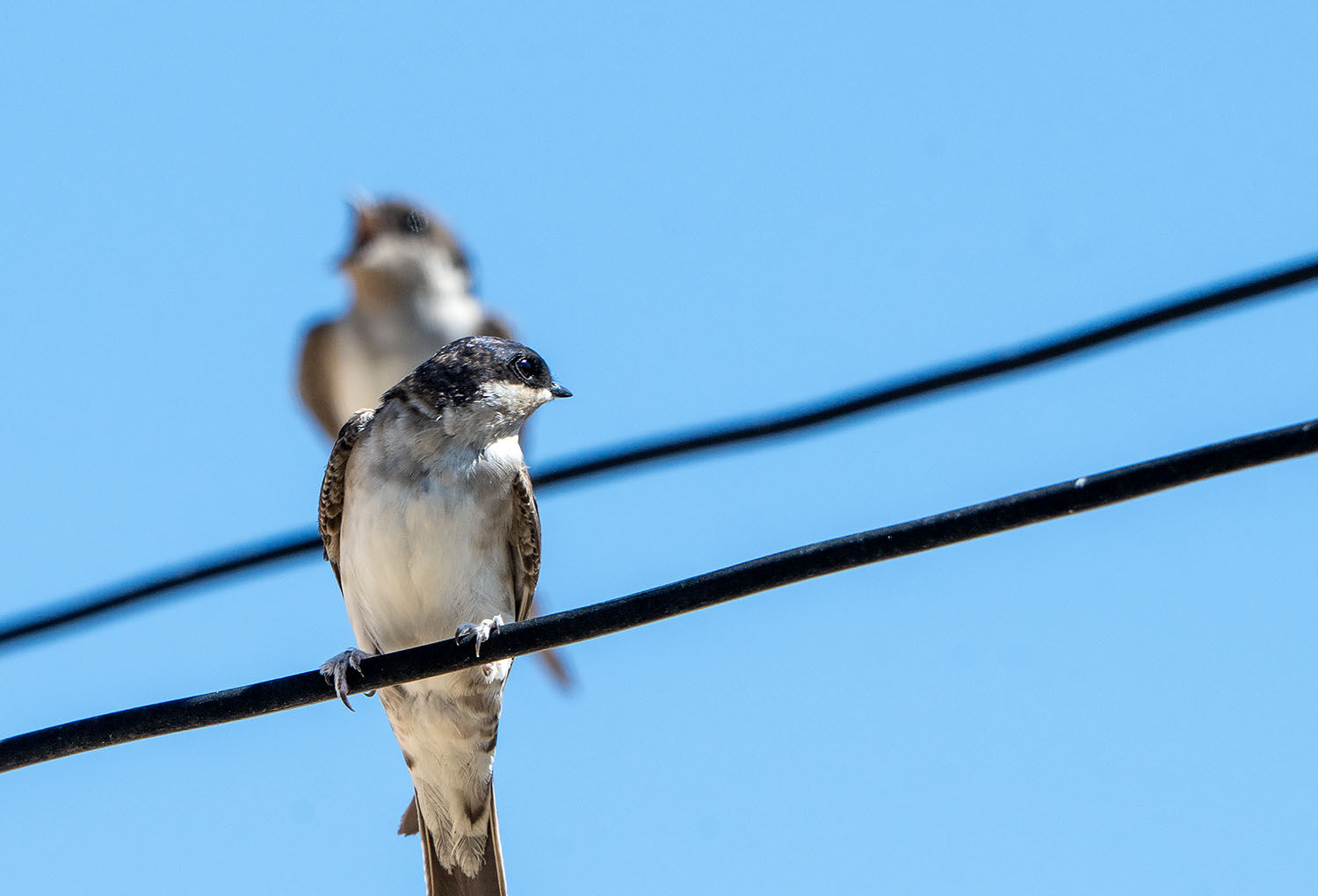House Martin