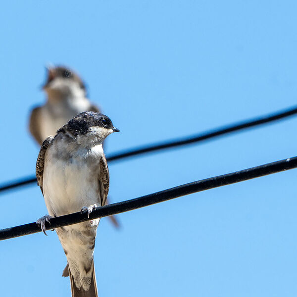 House Martin