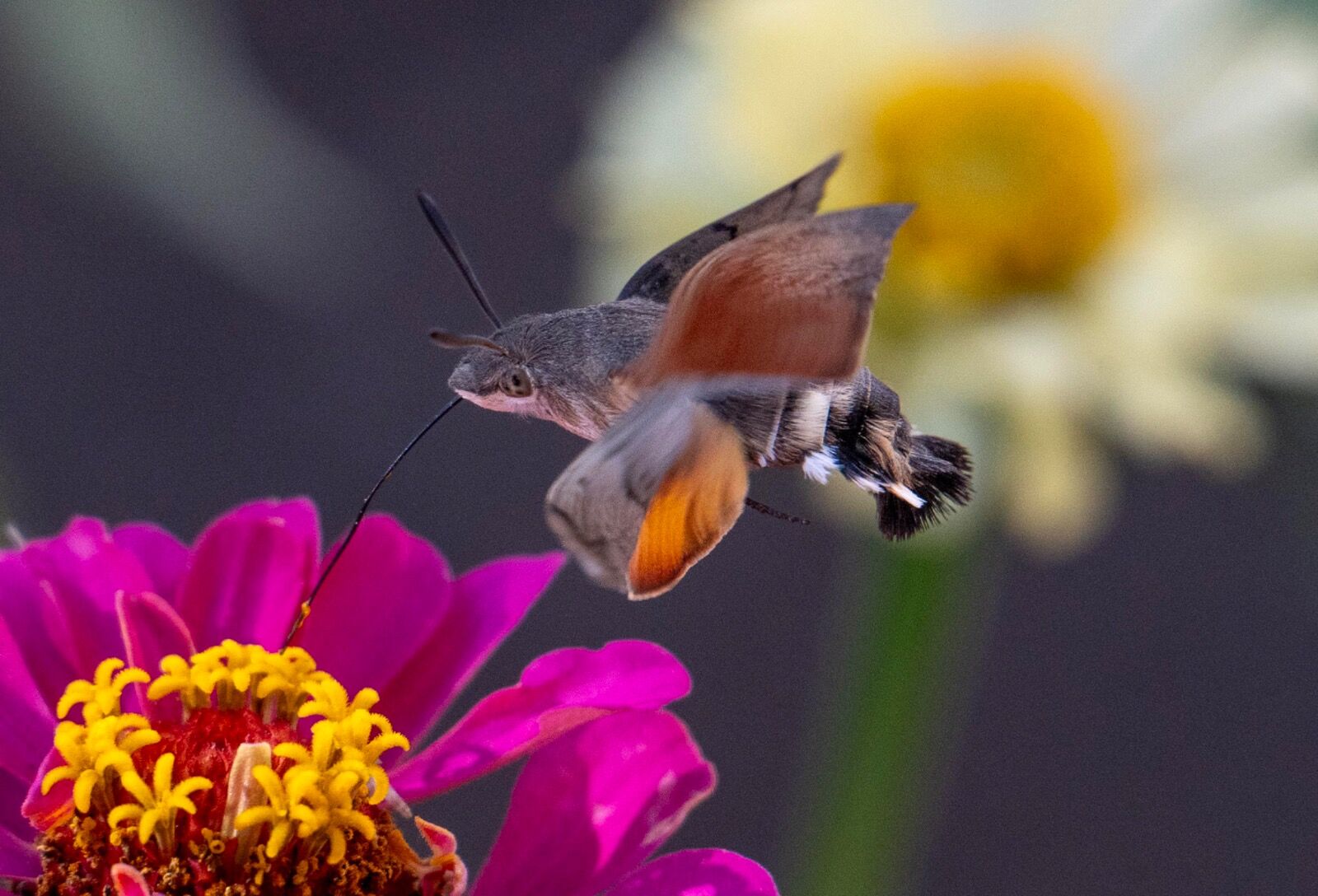 The Humming bird Hawmoth