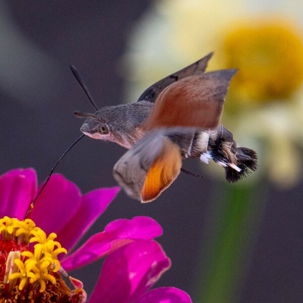 The Humming bird Hawmoth