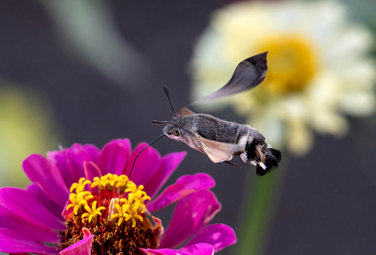 An Hummingbird Hawk-moth