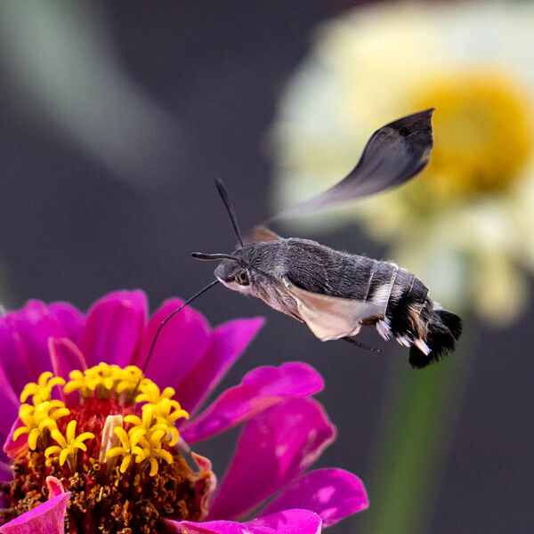 An Hummingbird Hawk-moth