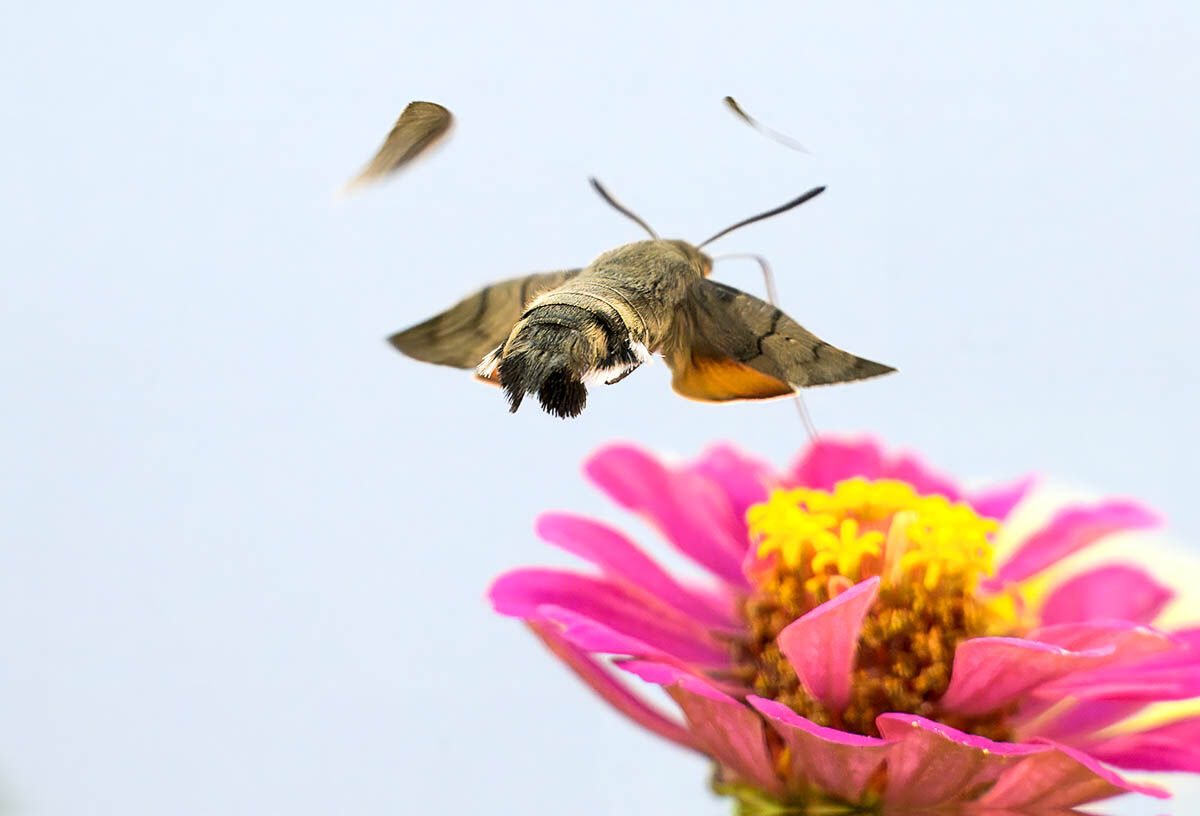 The Humming-bird-Hawmoth