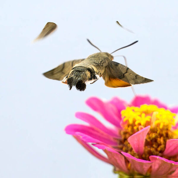 The Humming-bird-Hawmoth