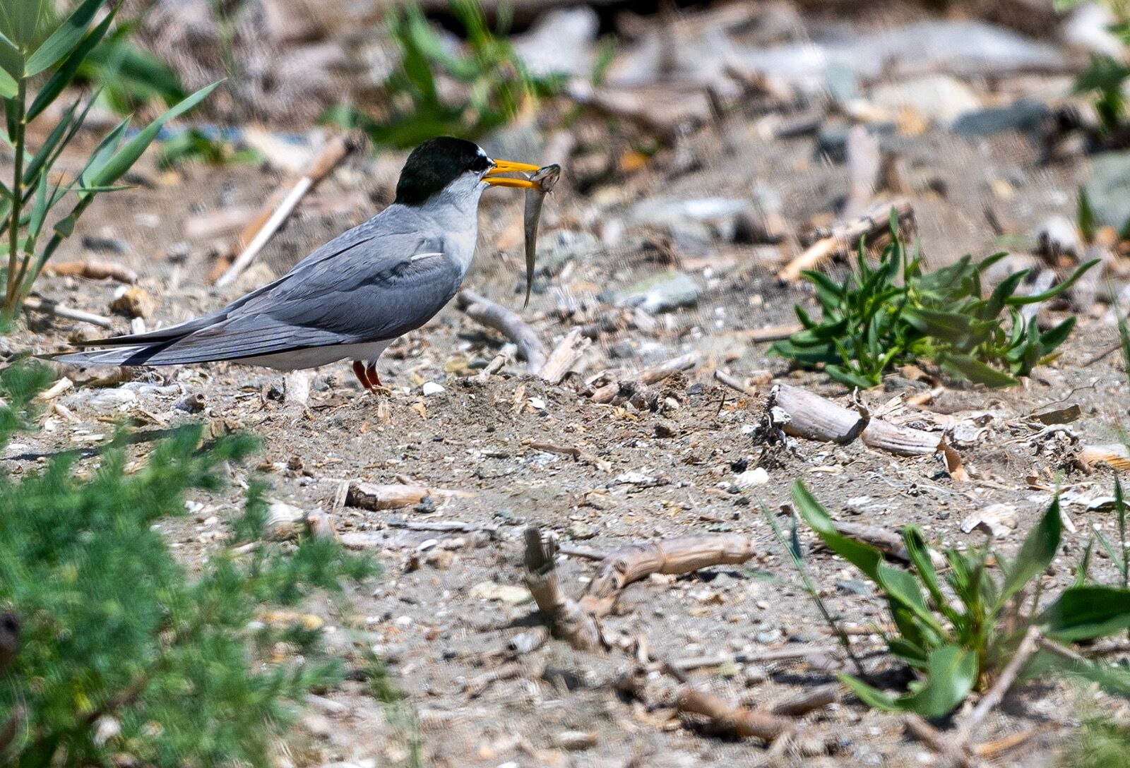 Little tern with catch of the day