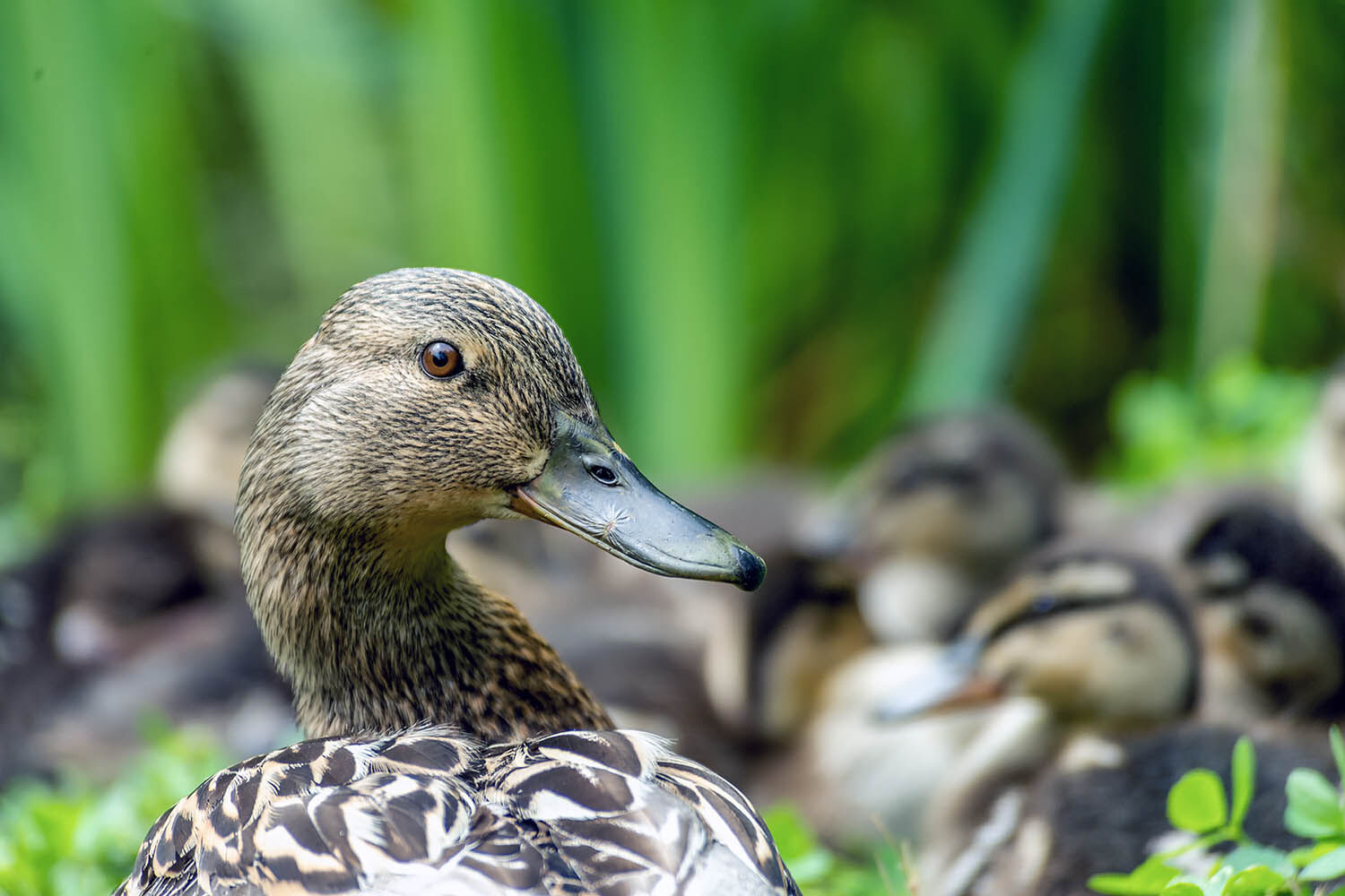 Female Mallard