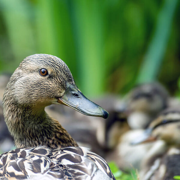 Female Mallard