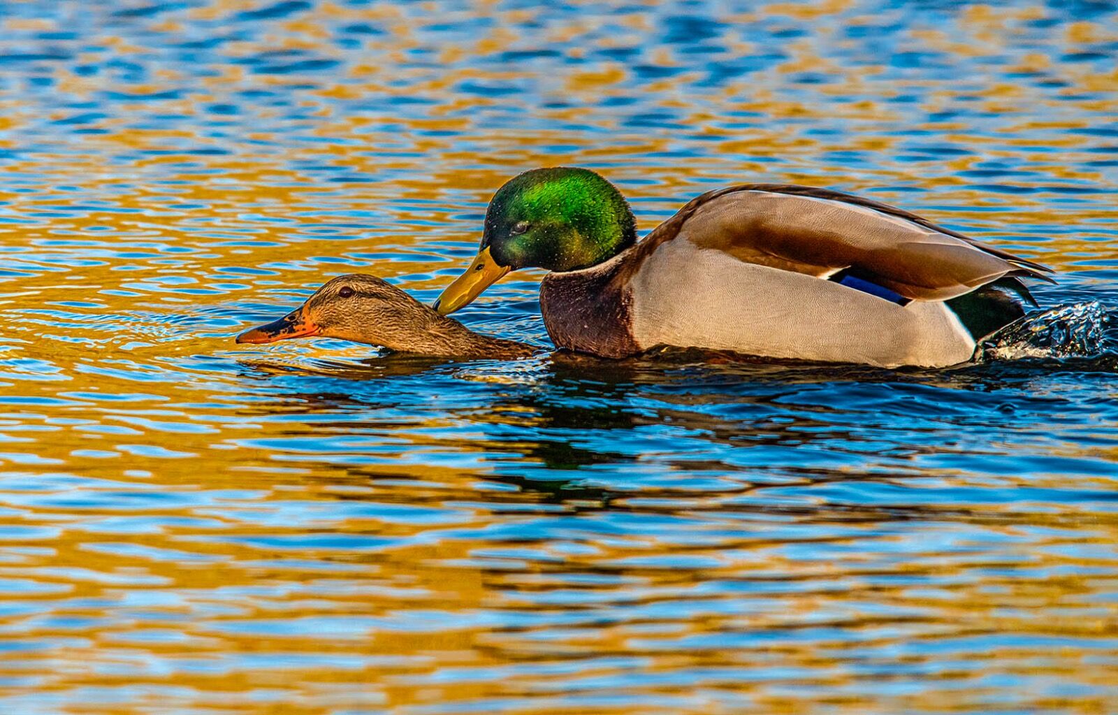 Breeding Mallard ducks