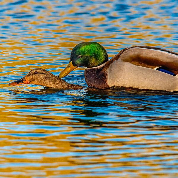 Breeding Mallard ducks