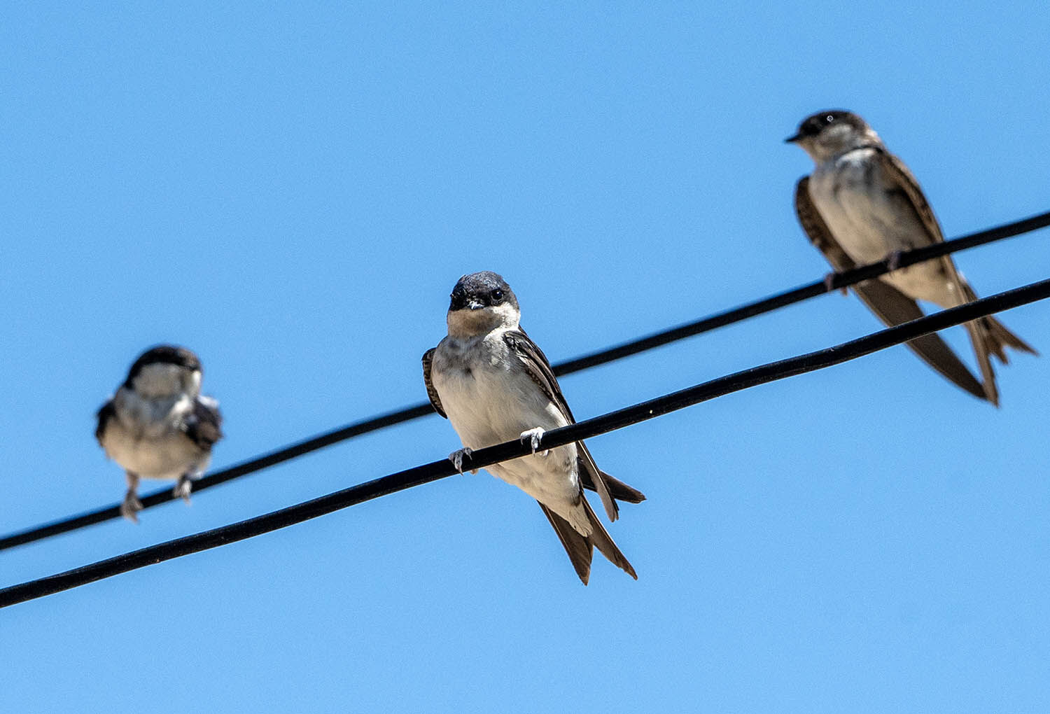 House Martins, migration